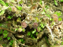 Centipeda aotearoana