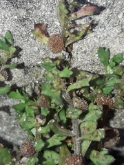 Centipeda aotearoana