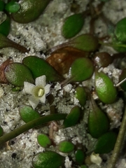 Glossostigma elatinoides
