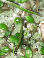 Glossostigma elatinoides