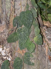 Ficus villosa