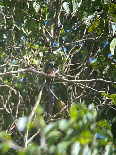 Dusky-backed Jacamar (Brachygalba salmoni), photo 4