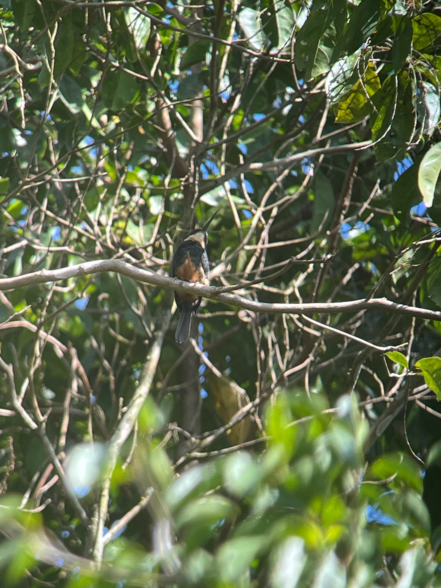 Dusky-backed Jacamar (Brachygalba salmoni), photo 6