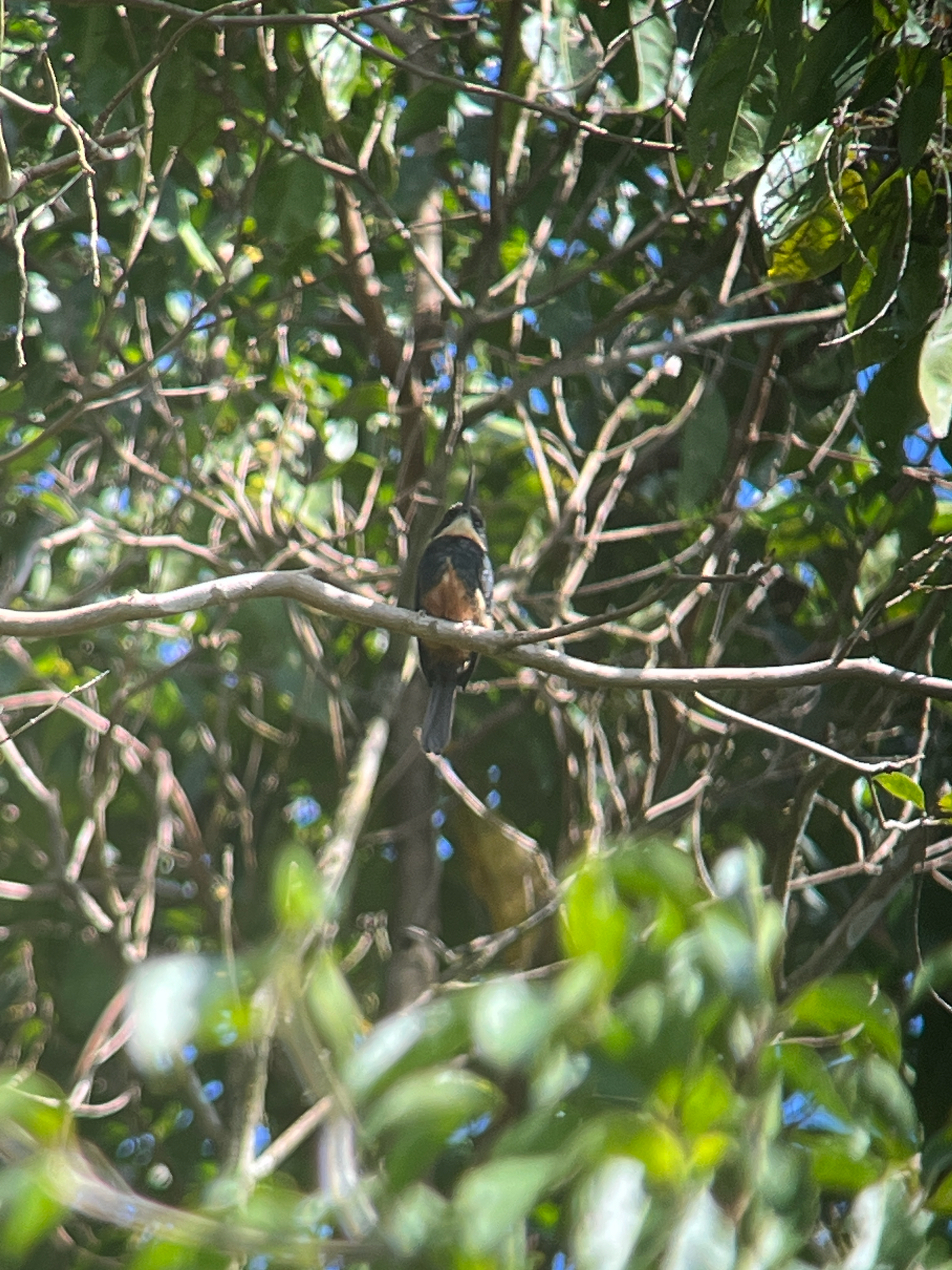 Dusky-backed Jacamar (Brachygalba salmoni), photo 9