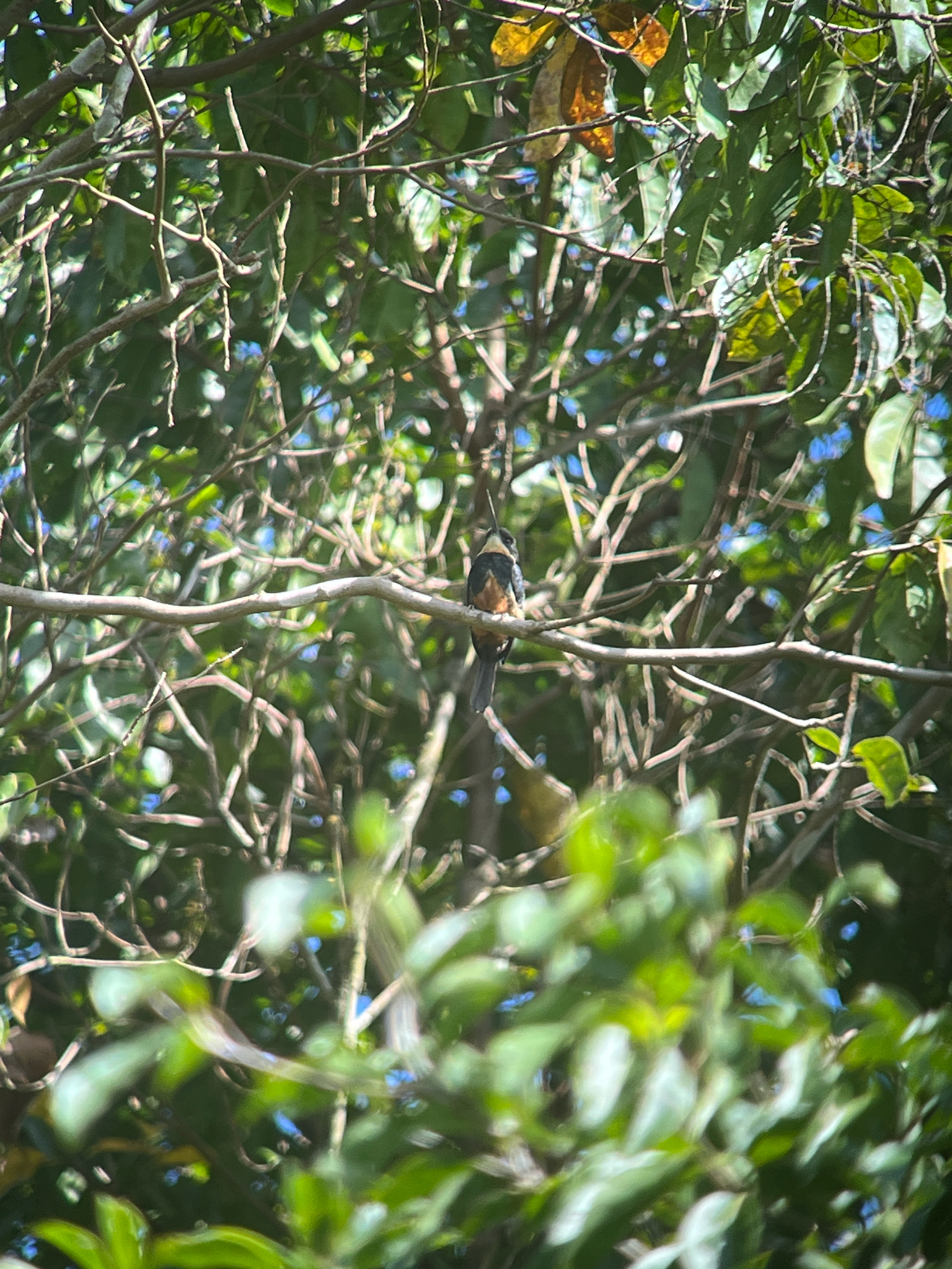 Dusky-backed Jacamar (Brachygalba salmoni), photo 8