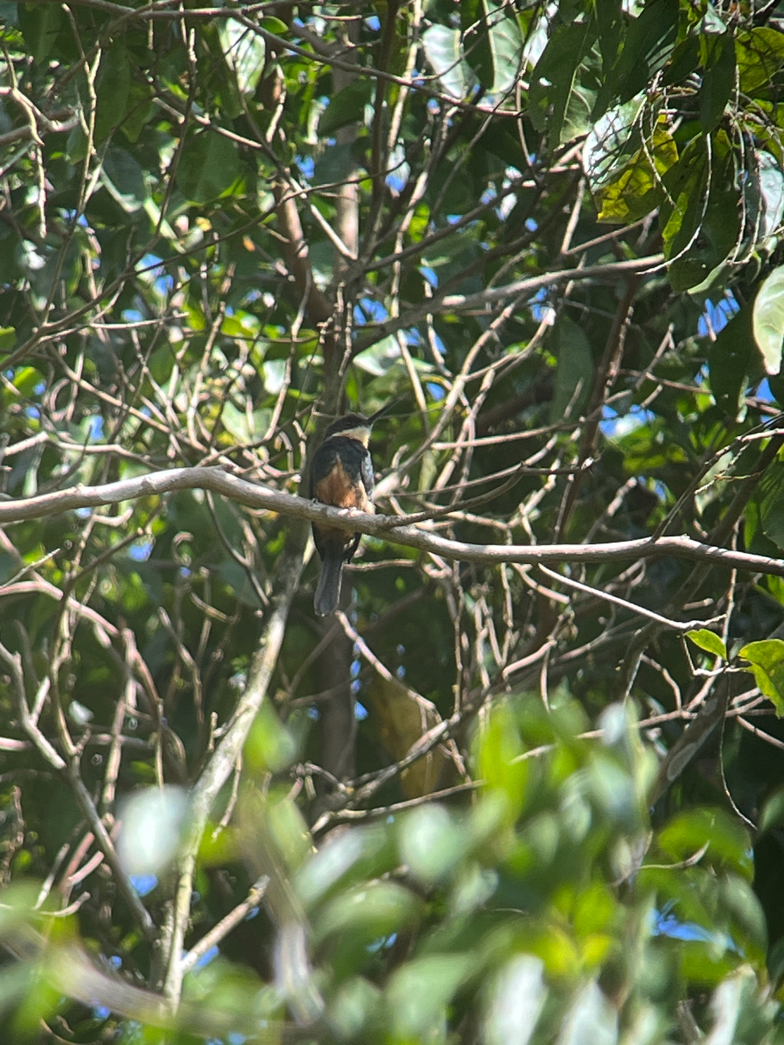 Dusky-backed Jacamar (Brachygalba salmoni), photo 7