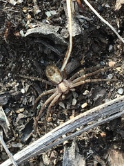 Philodromus cespitum