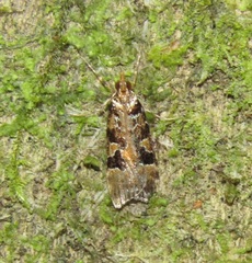 Scoparia ustimacula