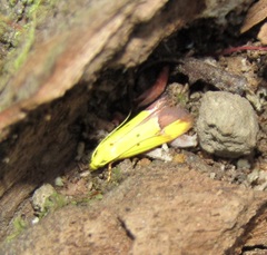 Gymnobathra flavidella