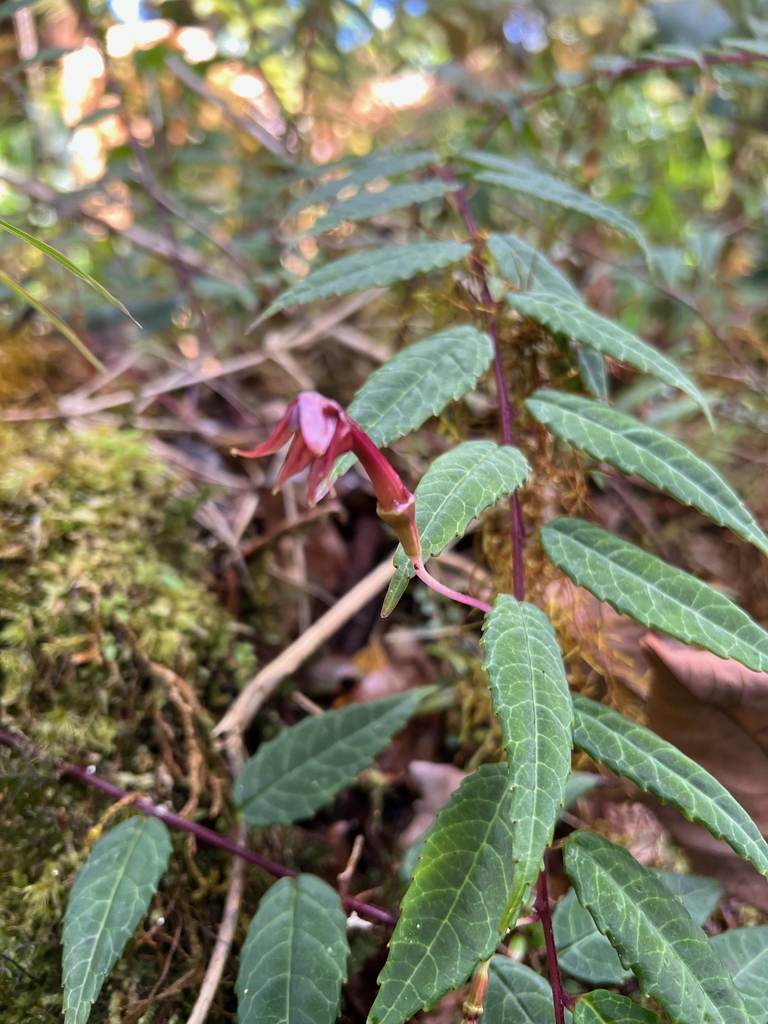Burmeistera glauca