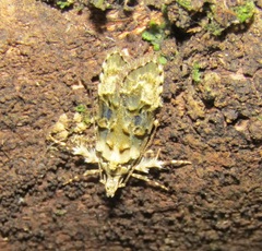 Izatha prasophyta