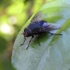 Calliphoroides antennatis