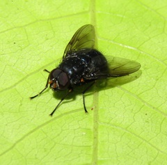 Calliphoroides antennatis
