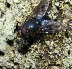 Calliphoroides antennatis