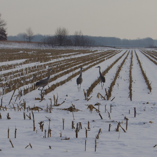 Sandhill Crane photographed in Indiana
