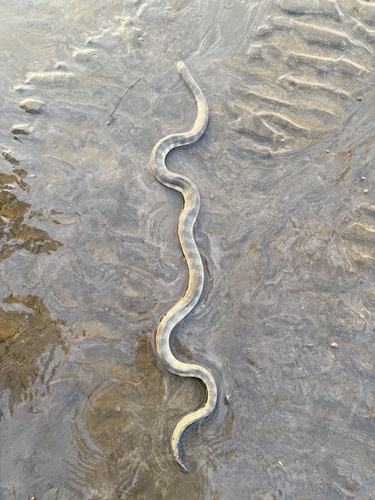 Beaked Sea Snake