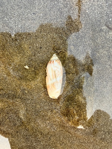 Agaronia gibbosa observed 2025-12-06