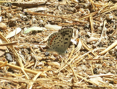 Euphilotes enoptes dammersi