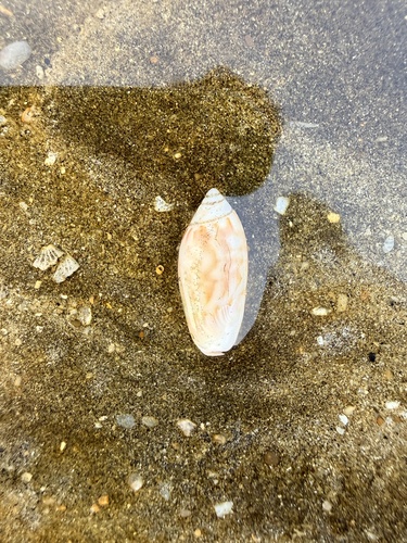 Olivancillaria gibbosa, 2025-12-06