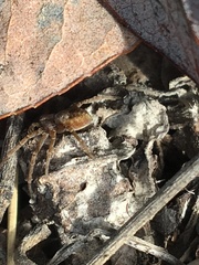 Philodromus cespitum