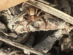 Philodromus cespitum