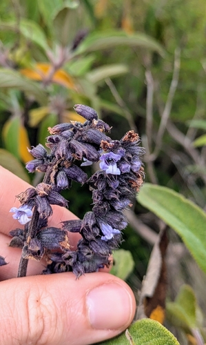Lepechinia salviifolia