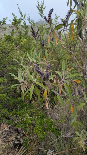 Lepechinia salviifolia, photograph 2
