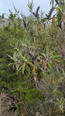 (c) Thibaud Aronson, some rights reserved (CC BY-SA) Lepechinia salviifolia, photograph (c) Thibaud Aronson, some rights reserved (CC BY-SA)