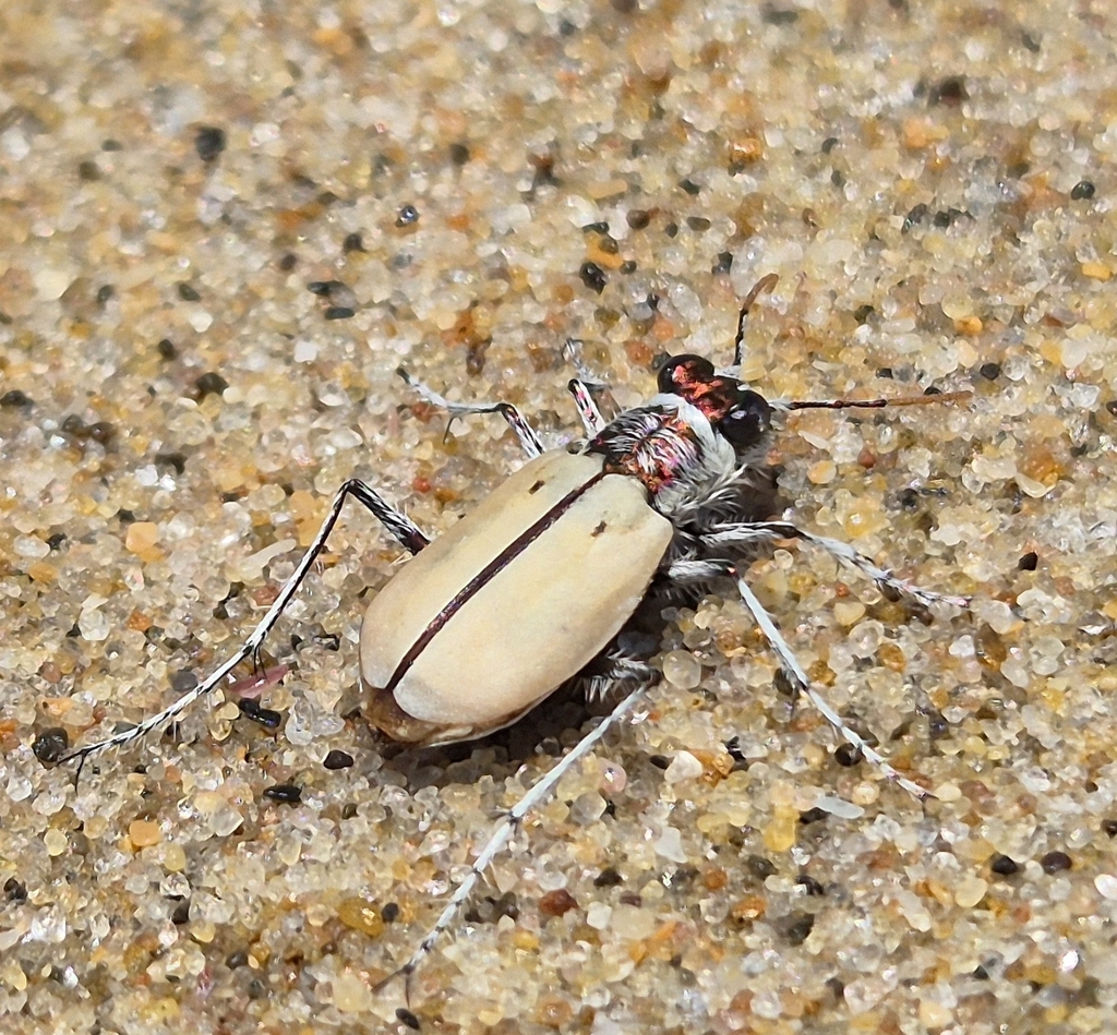 Sodwana Beach Tiger Beetle