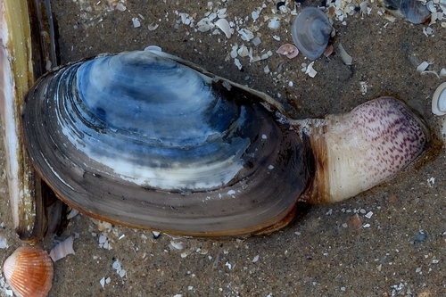 Otter shell, The Hague, Netherlands, photo 9 of 10