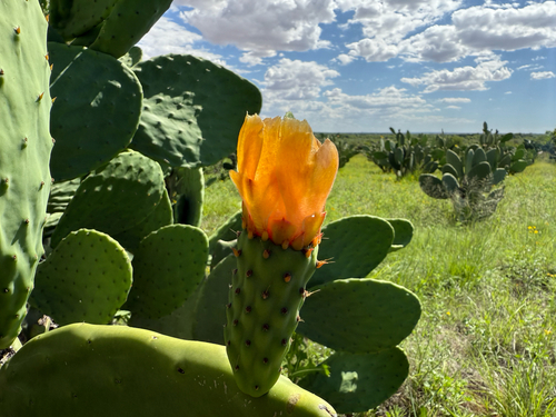 Indian fig opuntia