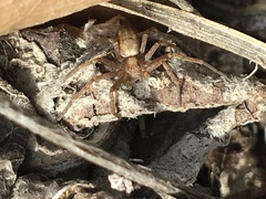 Philodromus cespitum