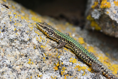 Bocage's Wall Lizard photo 1