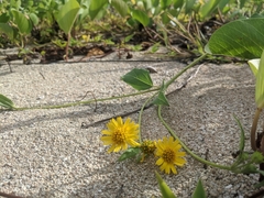 Wollastonia biflora
