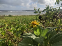 Wollastonia biflora