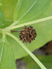 Wollastonia biflora