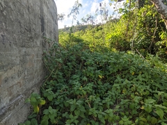 Wollastonia biflora