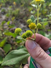 Wollastonia biflora