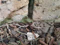 Sclerophrys capensis