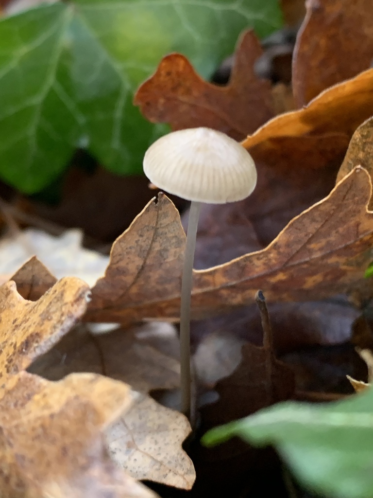 Mycena vitilis · December 2025 · photo: © manuela9012 (iNaturalist, cc-by)
