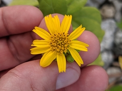 Wollastonia biflora