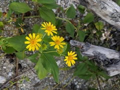 Wollastonia biflora