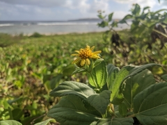 Wollastonia biflora