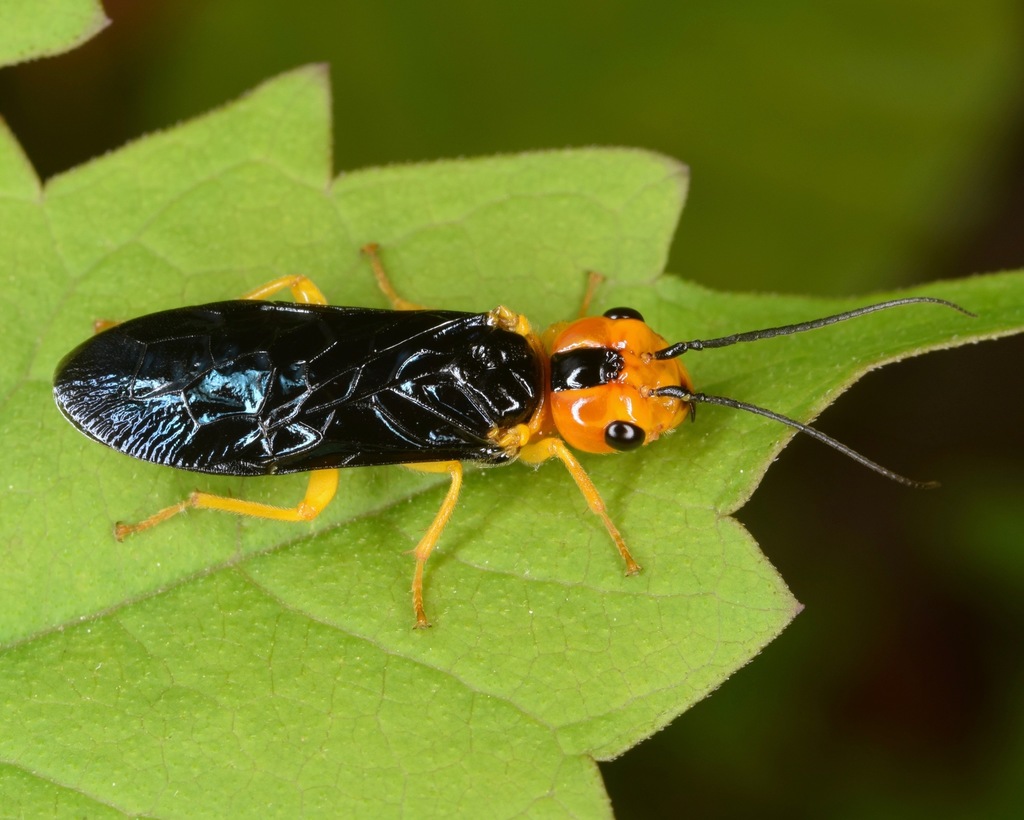 Onycholyda amplecta