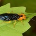 Onycholyda amplecta - Photo (c) skitterbug, algunos derechos reservados (CC BY), subido por skitterbug