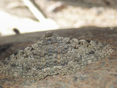 Polydesma boarmoides