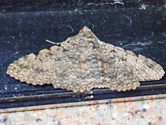 Polydesma boarmoides