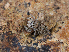 Attulus distinguendus