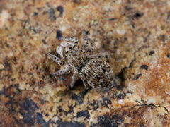 Attulus distinguendus