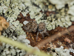 Attulus distinguendus